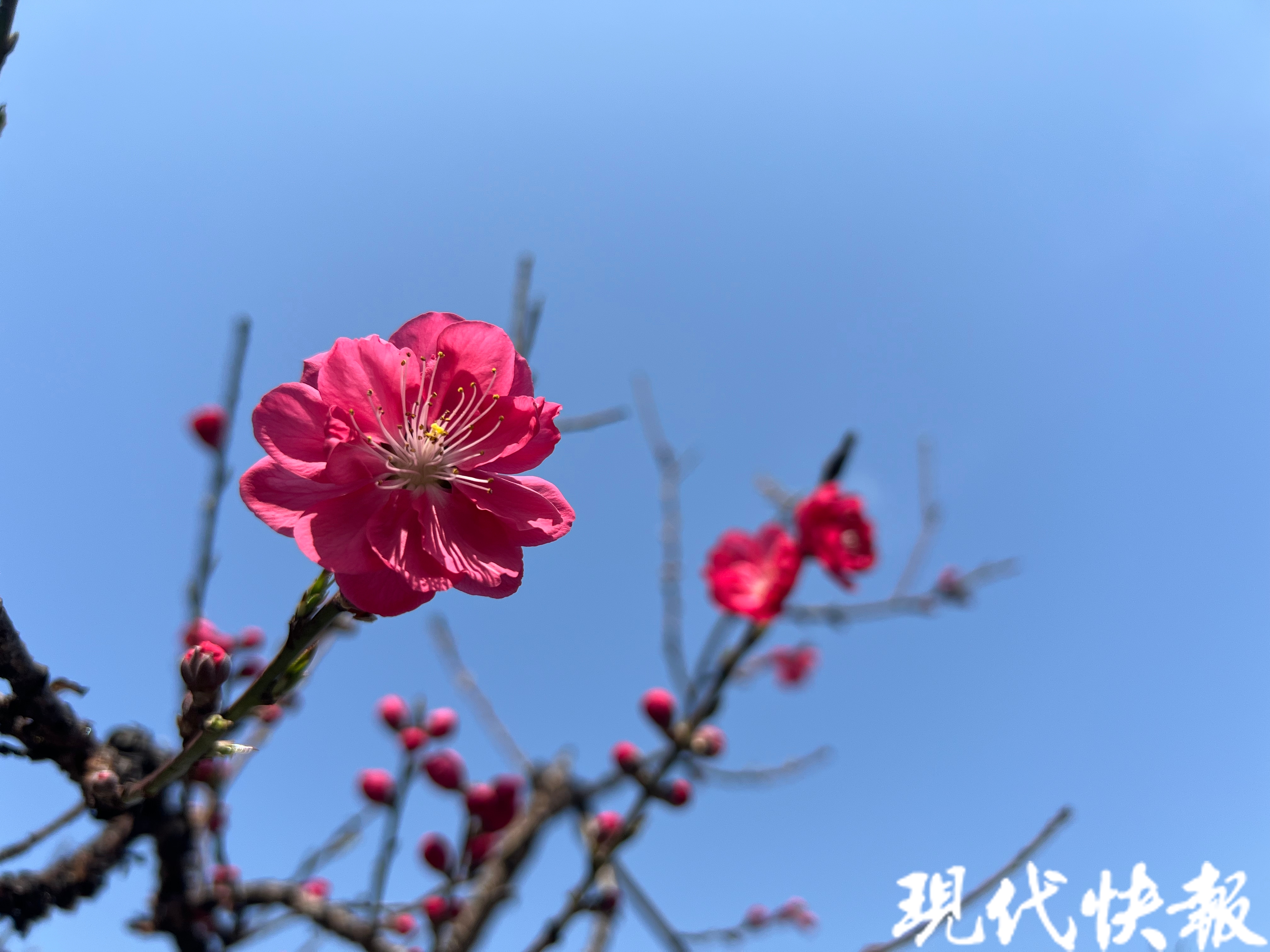 第十二届常州市桃花花会开幕来圩墩遗址公园寻找心中的桃花源