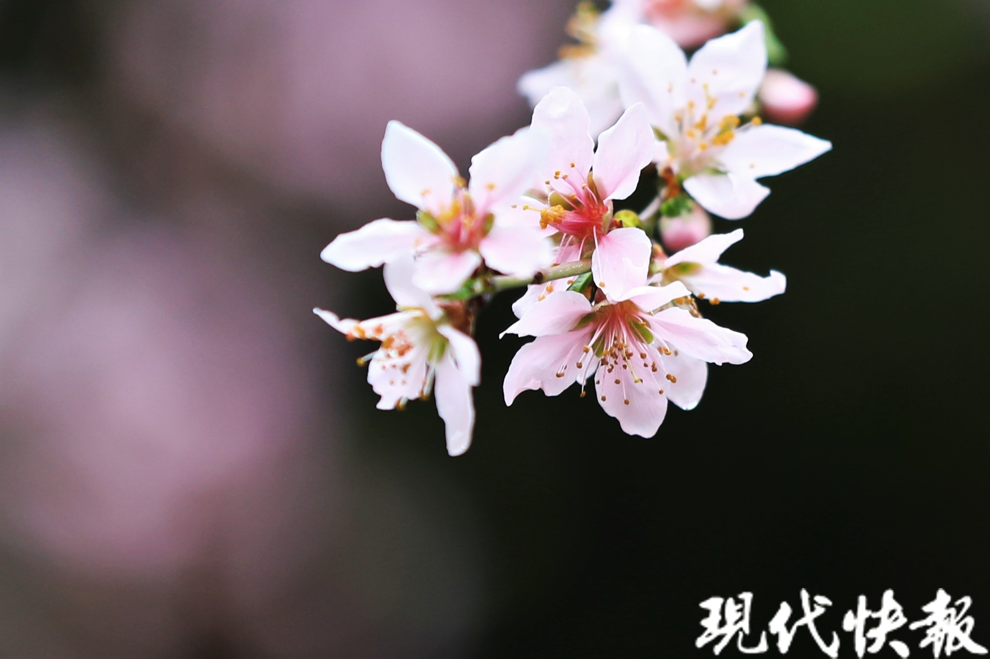 第十二届常州市桃花花会开幕来圩墩遗址公园寻找心中的桃花源