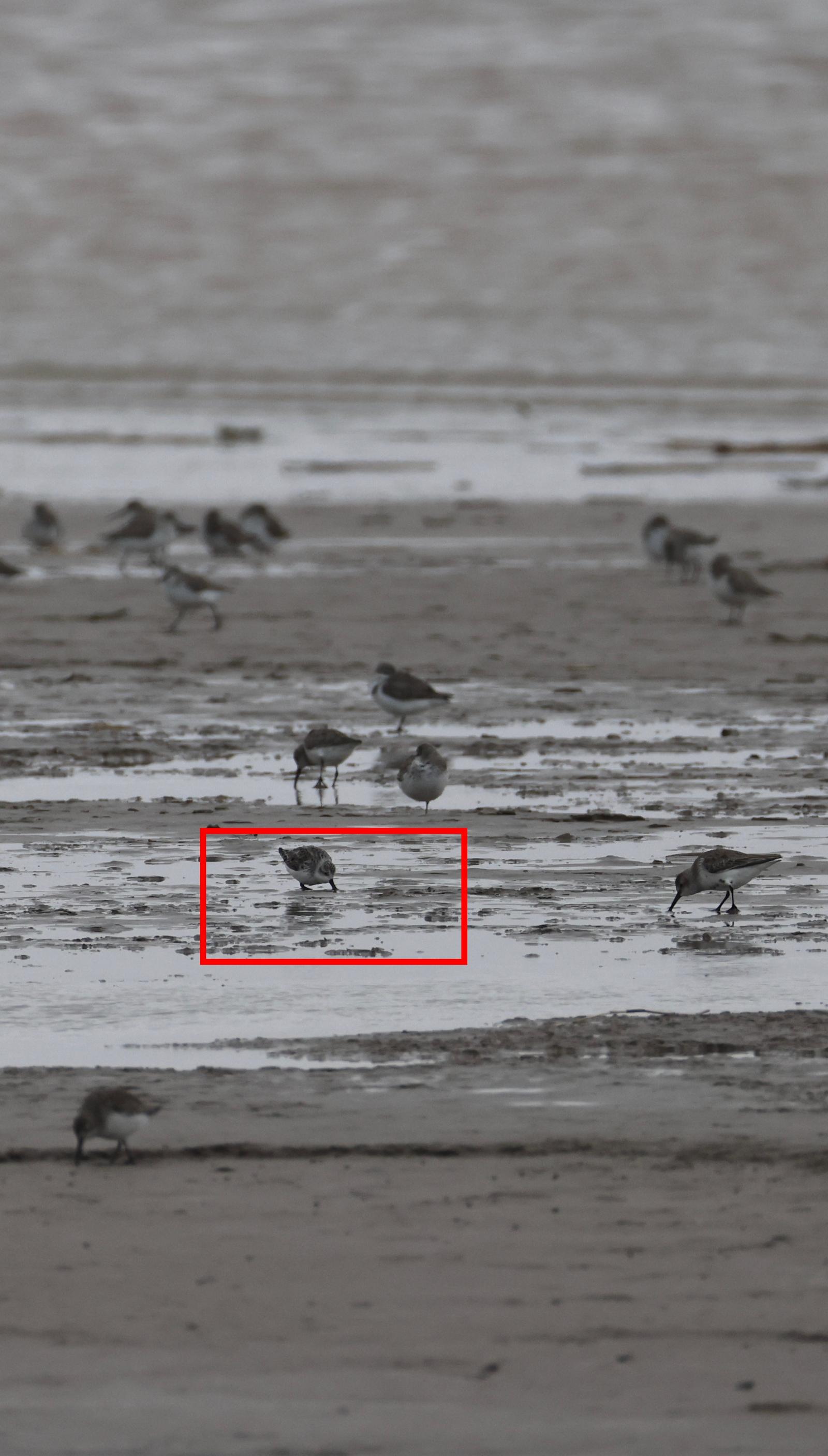 来啦条子泥发现第一只春迁勺嘴鹬