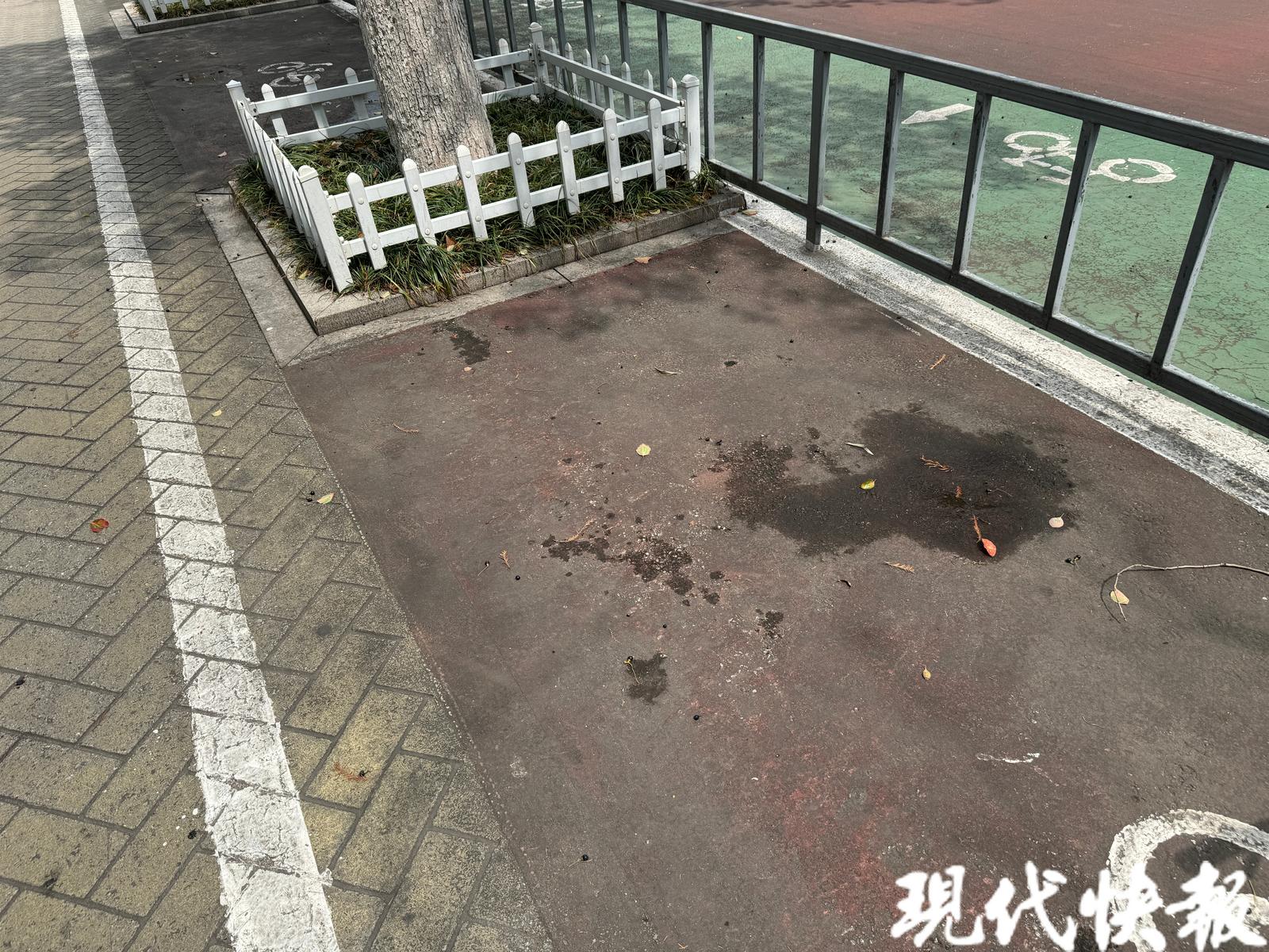 你被香樟树小果子背刺过吗染上果浆可以这样清理