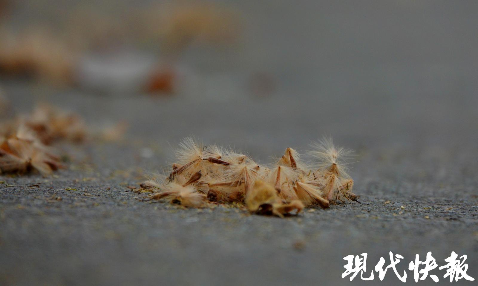 南京法桐以二球悬铃木为主,其枝叶茂盛,生长迅