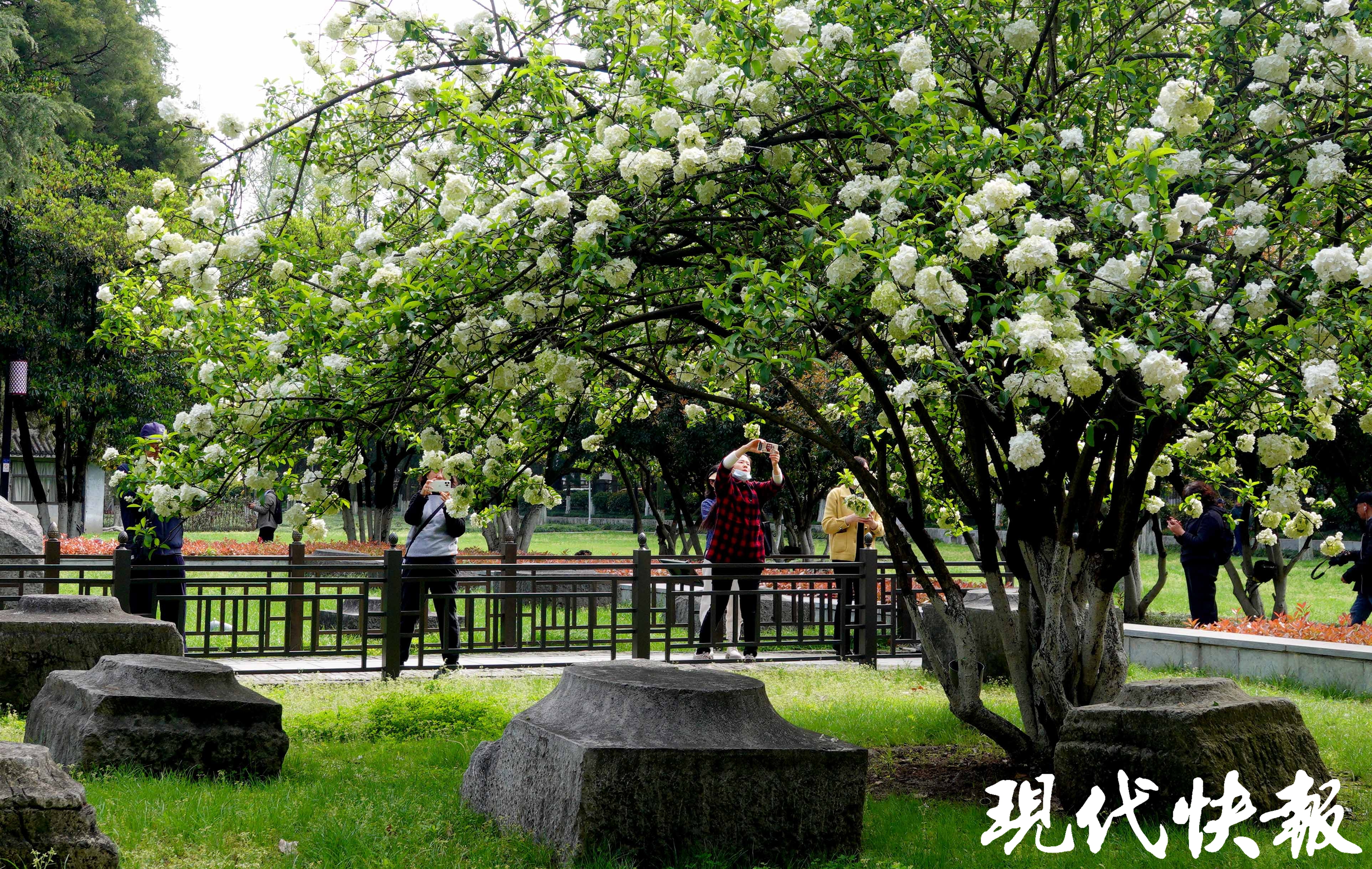 南京四月顶流上线午朝门公园绣球花开