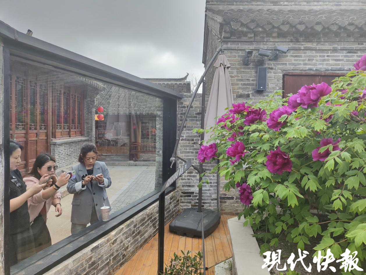 该牡丹与便仓枯枝牡丹同宗同源,紫袍在闰年花开为13瓣,平年则12瓣,时