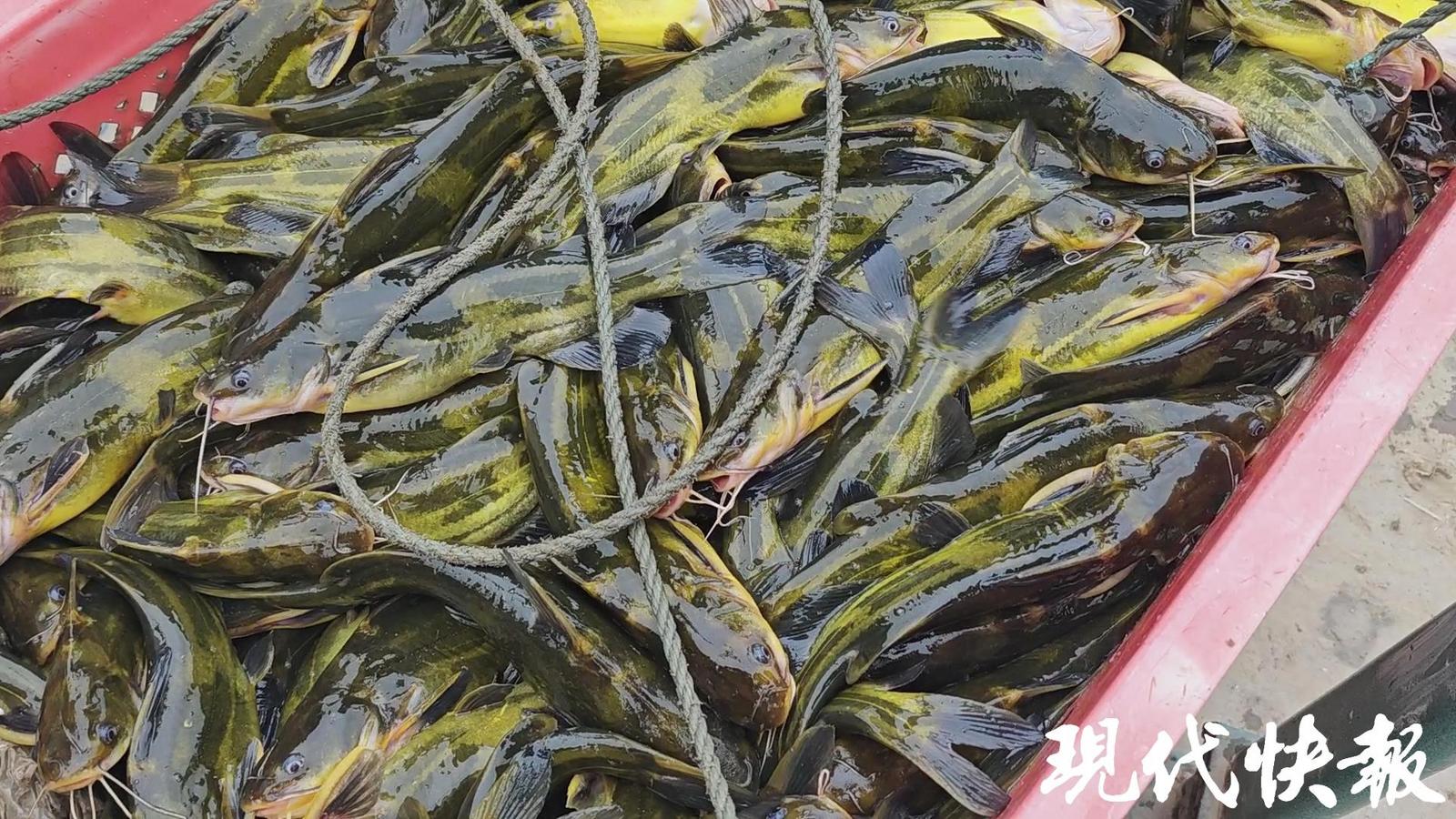 扬州有位"鱼痴",把黄颡鱼招牌打到国外