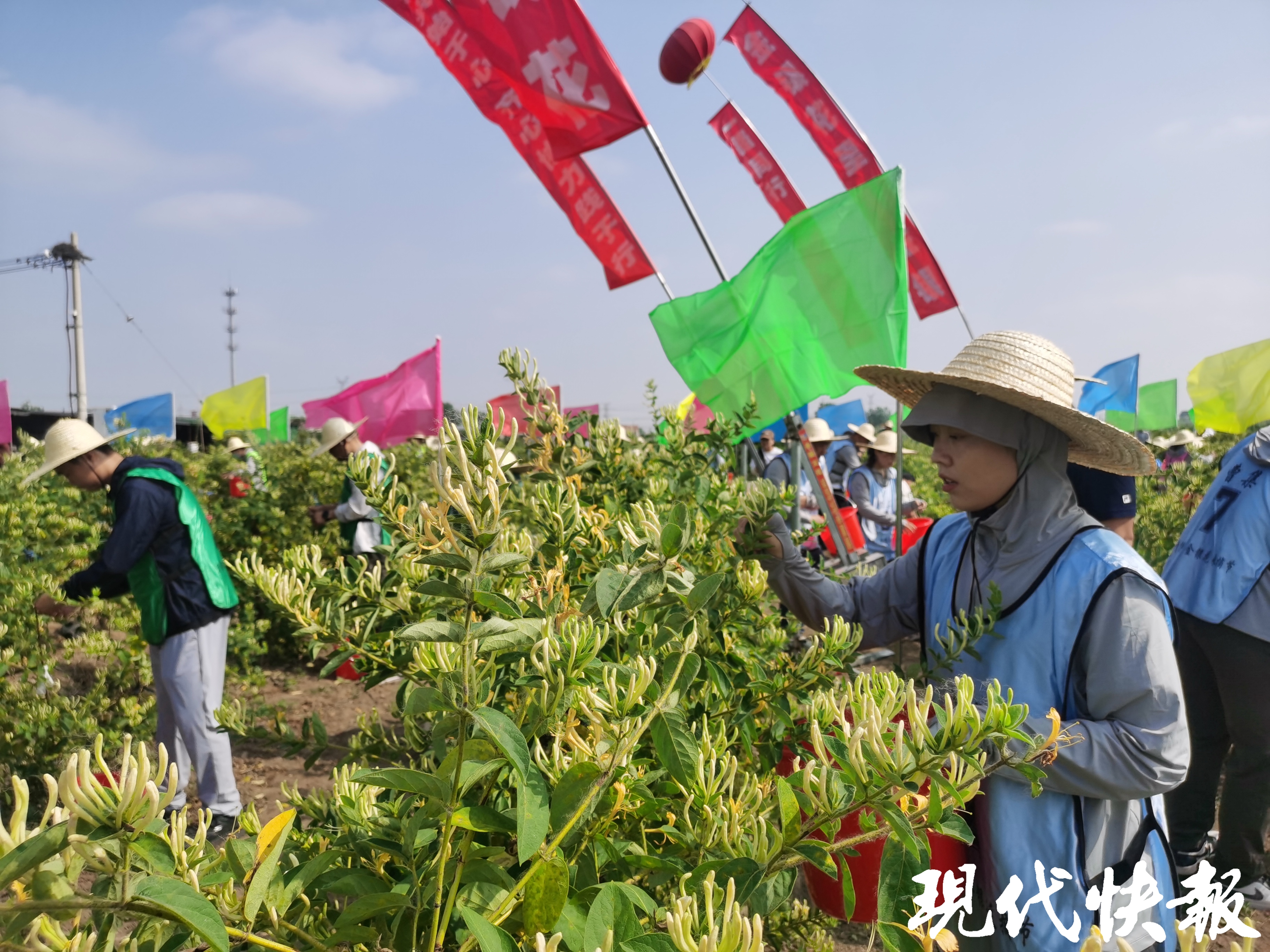 德国大型采摘金银花机图片