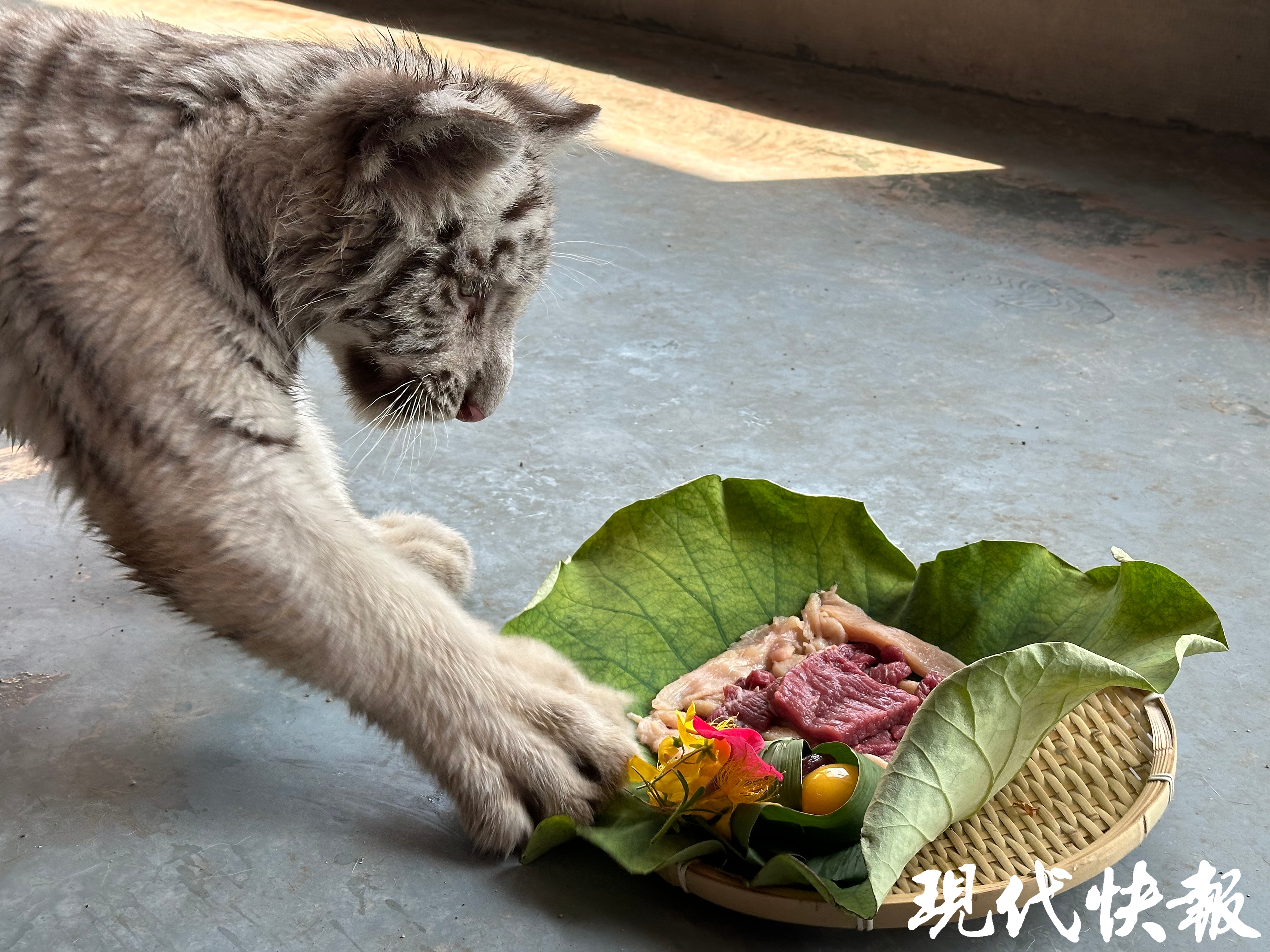 无锡动物园备"花式"粽子,黑猩猩小熊猫小白虎卷尾猴"吃播"上线