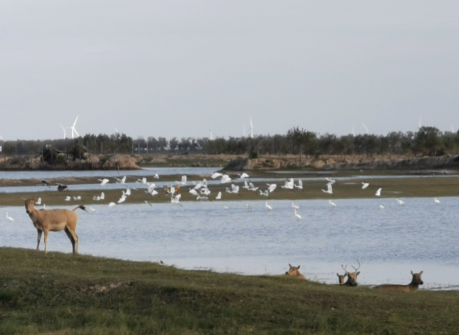 野鹿荡位于盐城大丰黄海滩涂，是地球上保存较为完好的原始湿地之一
