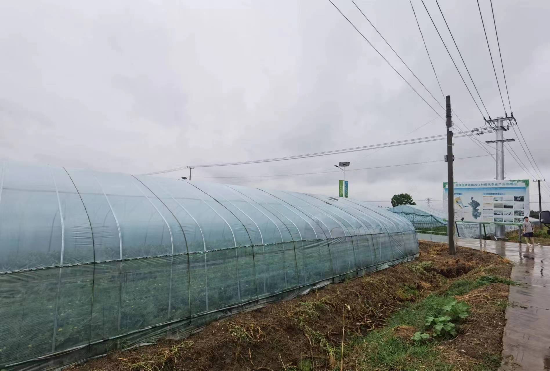 西江村现代农业产业园种植基地。南京日报/紫金山新闻记者 刘全民 摄