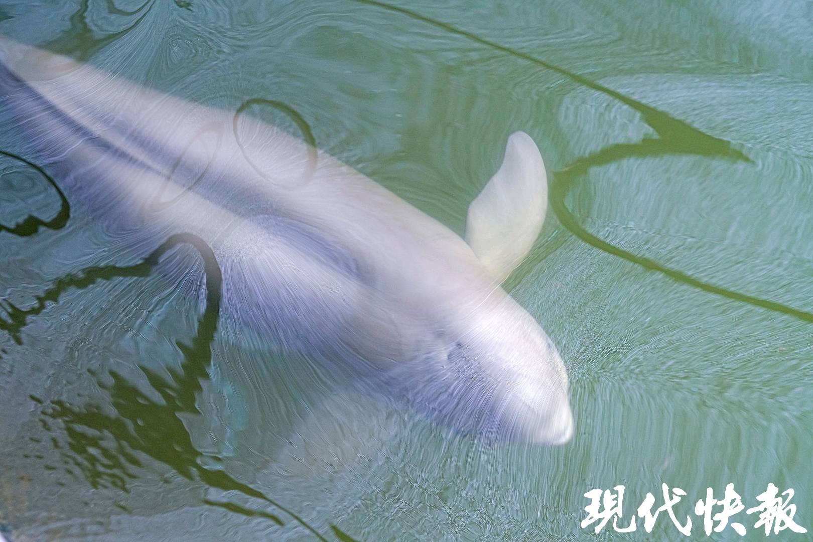 迁地保护留住"微笑天使",4头江豚放归长江一年多后已完美"合群"