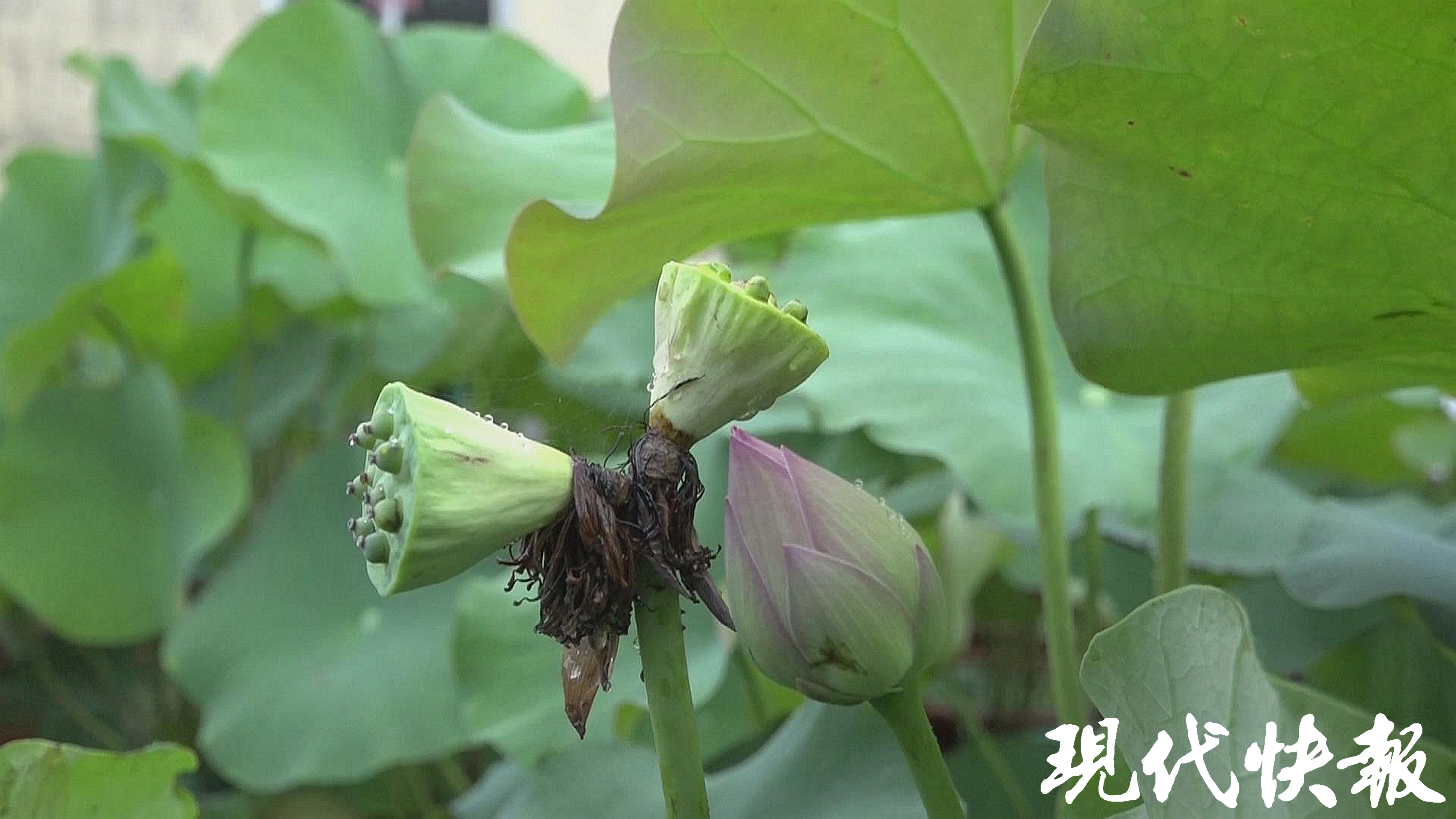 首页 江苏 正文 并蒂莲荷花十分罕见