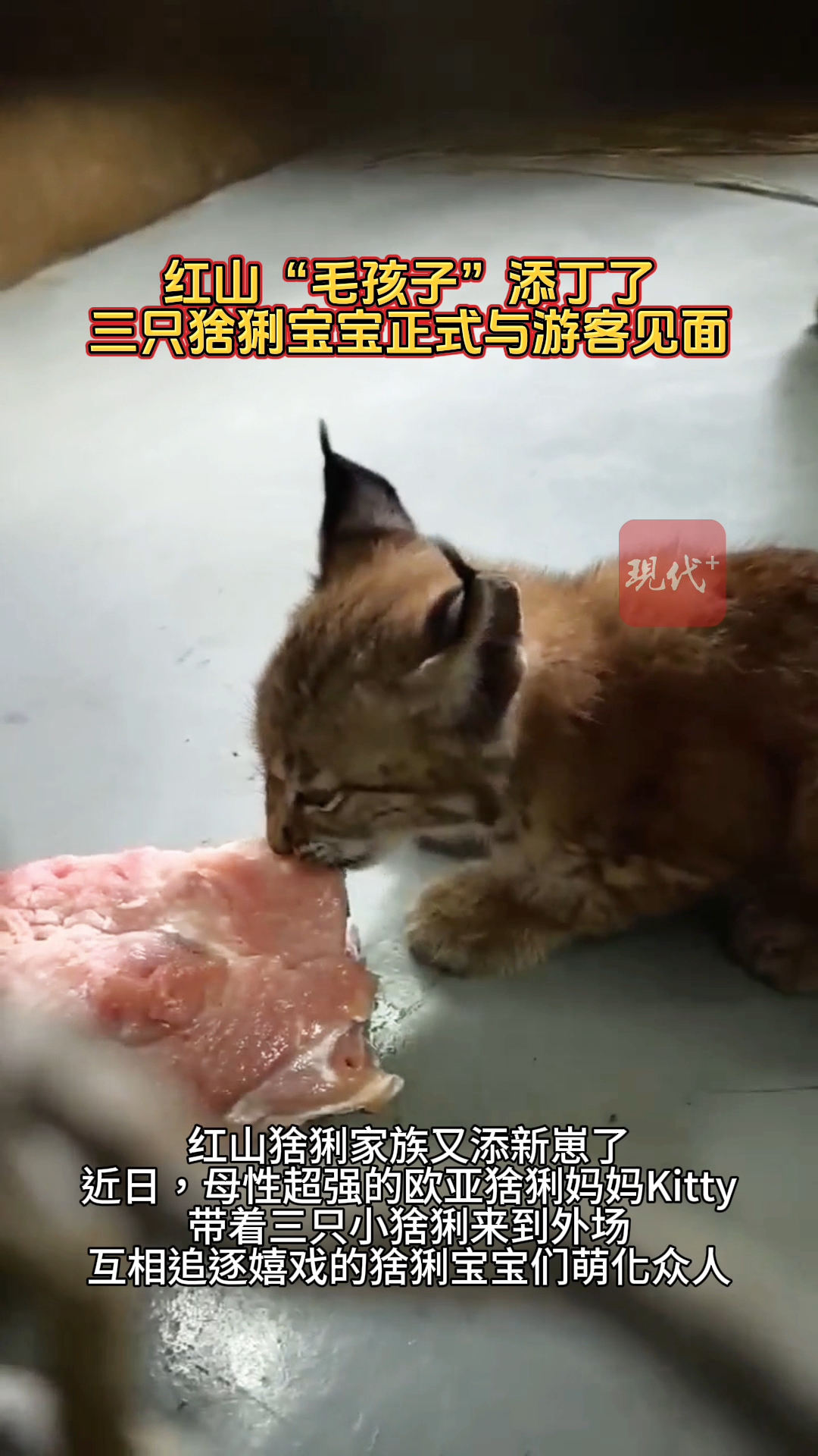 猞猁生宝宝图片