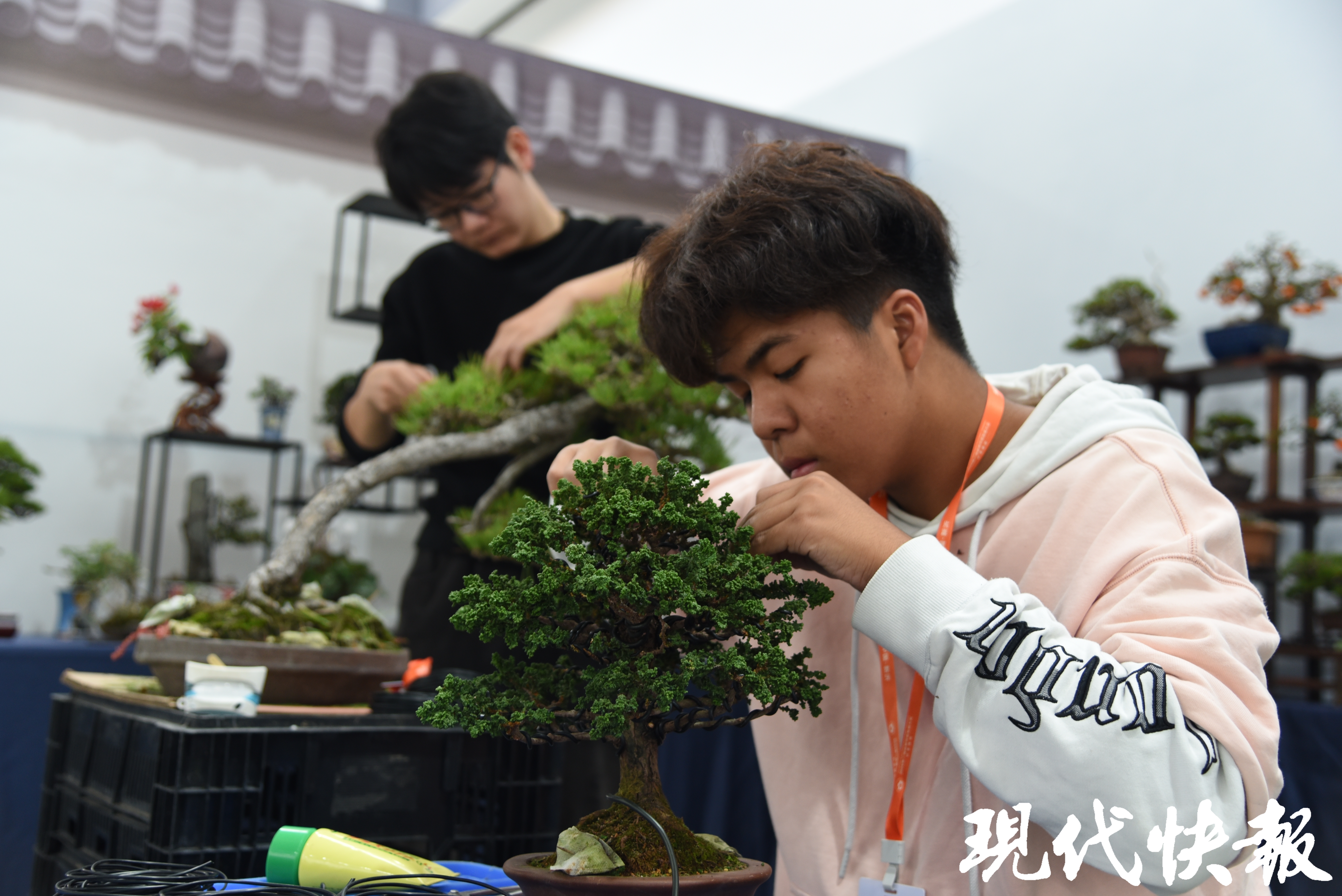 百万盆景成交新沂市举办第二届盆景贸易发展大会暨秋季淘宝节一竞技网址(图4)