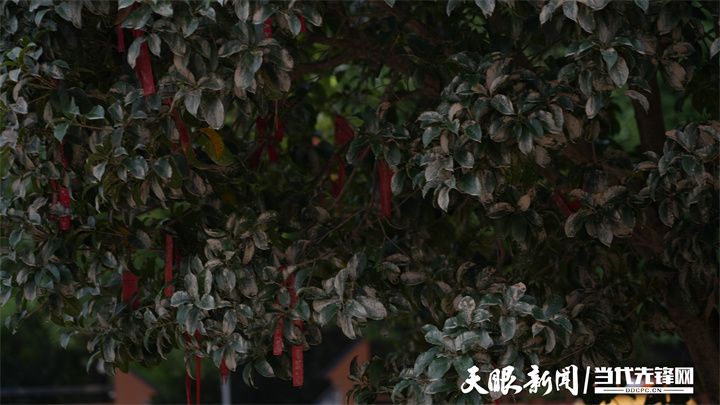 榕江县第一中学内挂满学生愿望的树枝.jpg