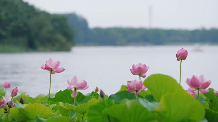 金山湖3.JPG