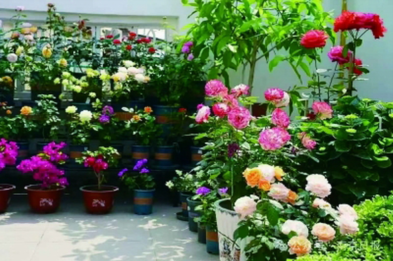 居民庭院里的月季花。受訪者供圖