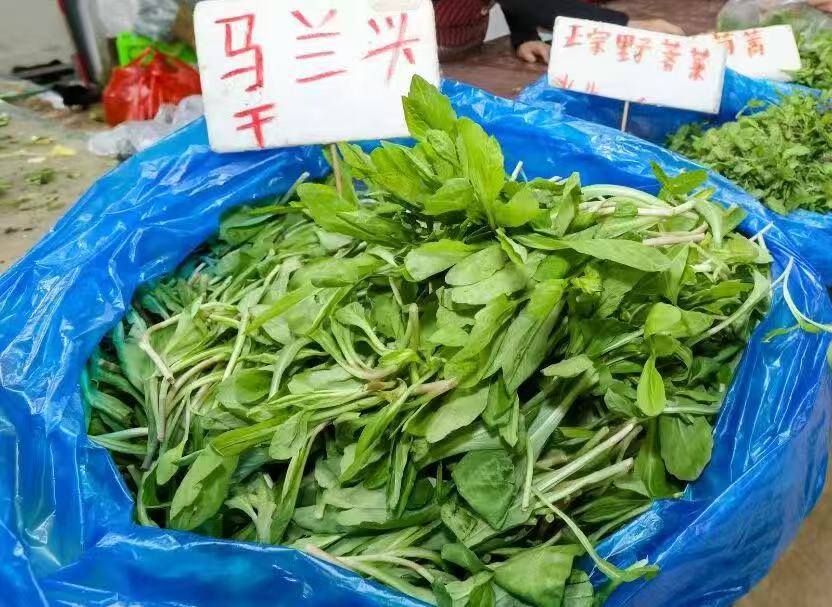 马兰头